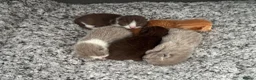 British Shorthair cats for sale: British Shorthair Kittens  - Advert 3
