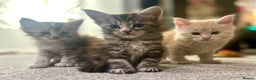 Maine Coon cats for sale: A litter of 7 Beautiful Maine coon kittens - Advert 4