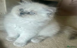 British Shorthair cats for sale: REDUCED - Image 17