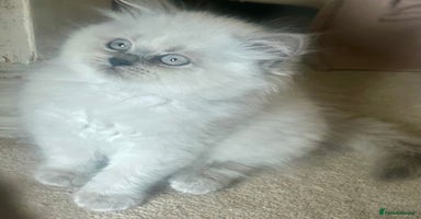 British Shorthair cats - Advert 7