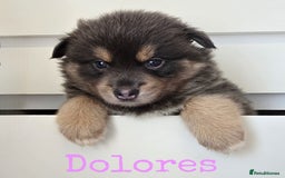 Pomsky dogs for sale: Stunning Pomsky Puppies  - Image 6