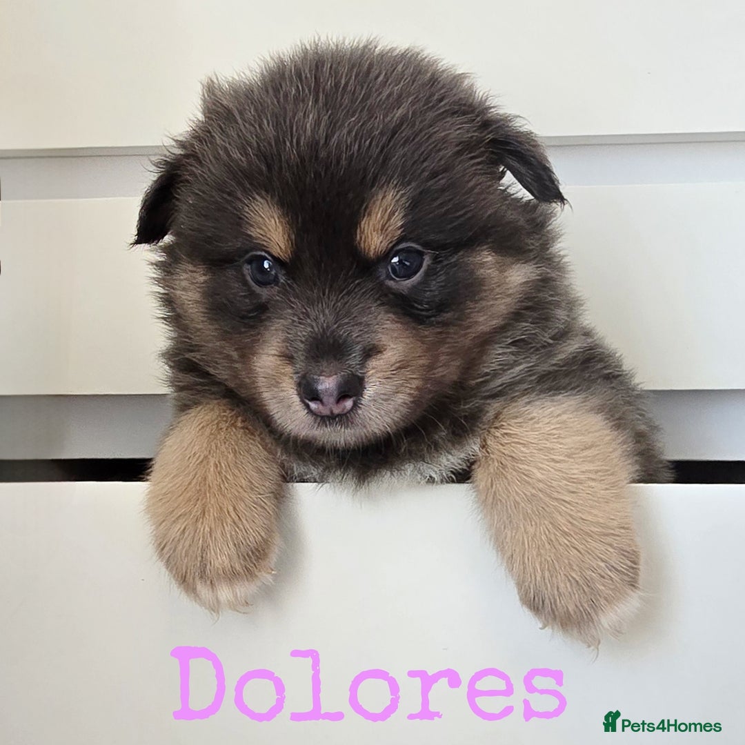 Pomsky dogs for sale: Stunning Pomsky Puppies  - Image 6