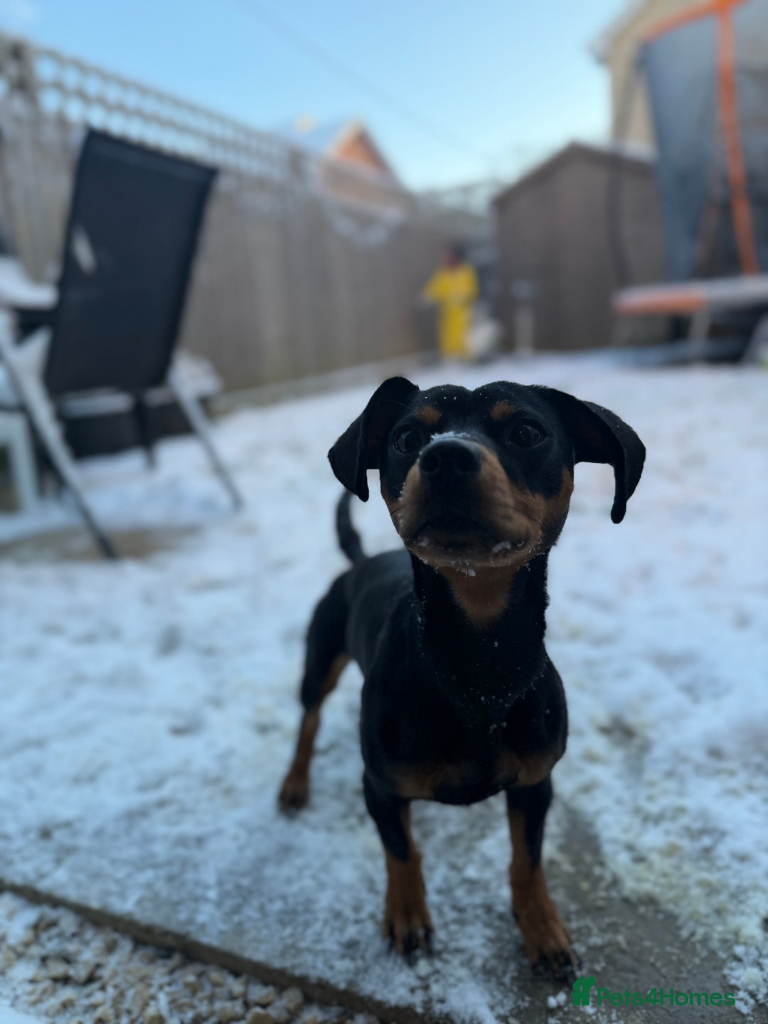 Mixed Breed dogs for sale: Nala 12/01/2024 - Advert 5