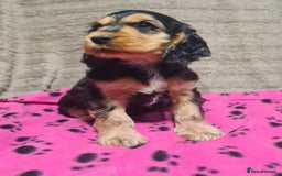 Cocker Spaniel dogs for sale: KC reg Sable Show Type Cocker Spaniels  - Image 6