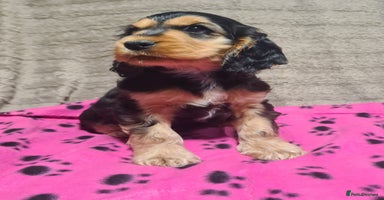 Cocker Spaniel dogs - Advert 14