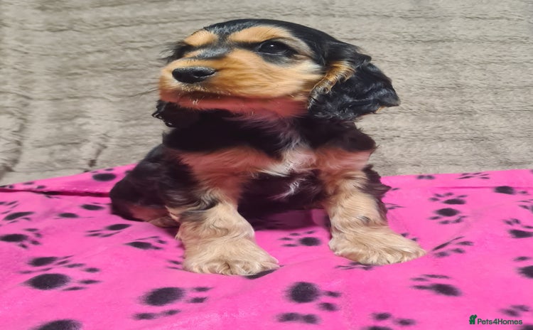 Cocker Spaniel dogs - Advert 4