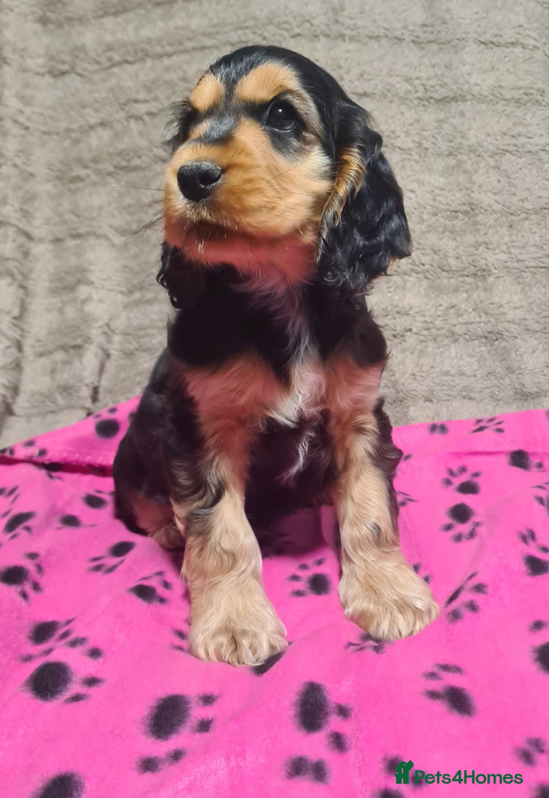 Cocker Spaniel dogs for sale: KC reg Sable Show Type Cocker Spaniels  - Image 6