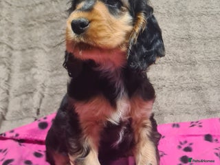 Cocker Spaniel dogs - Advert 13