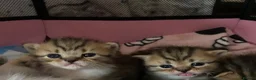 Mixed Breed cats for sale: Beautiful British shorthair mixed tabby kittens  - Advert 2