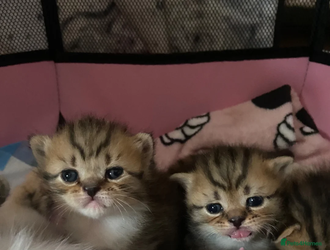 Mixed Breed cats for sale: Beautiful British shorthair mixed tabby kittens  - Advert 2