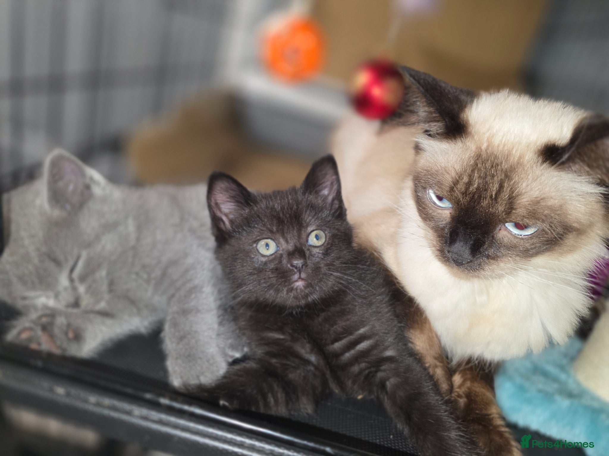 British Shorthair cats Kittens - Advert 1