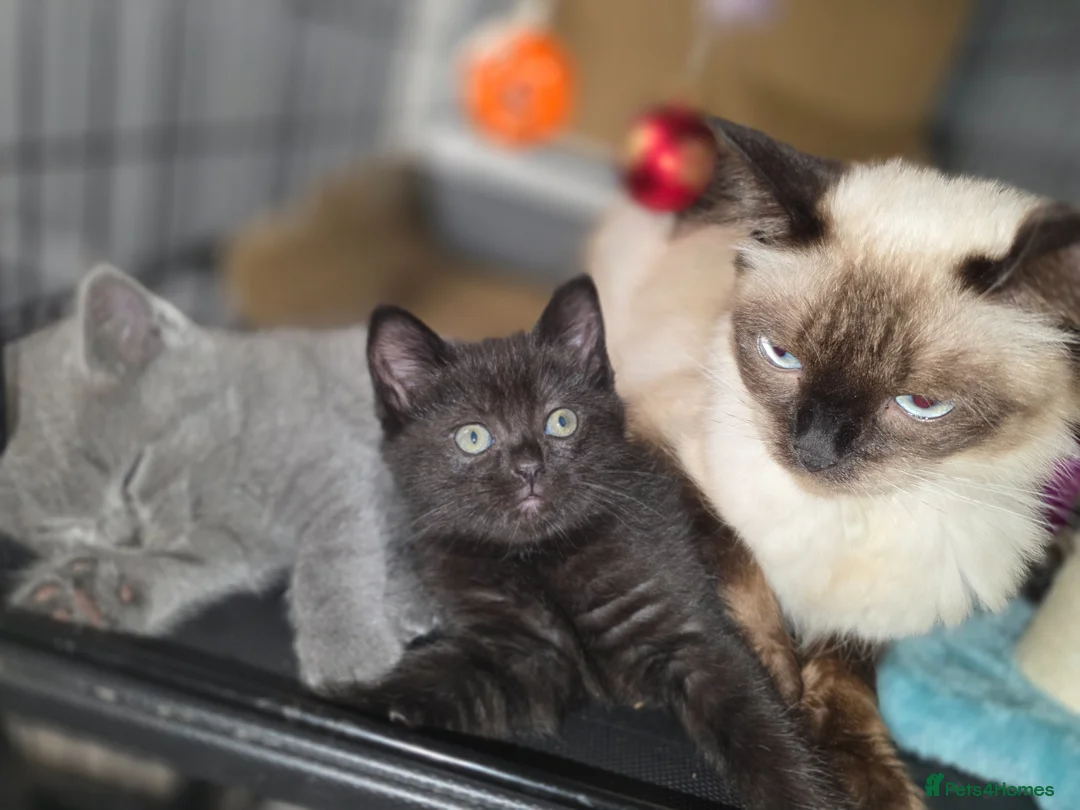 British Shorthair cats for sale: Kittens - Advert 1