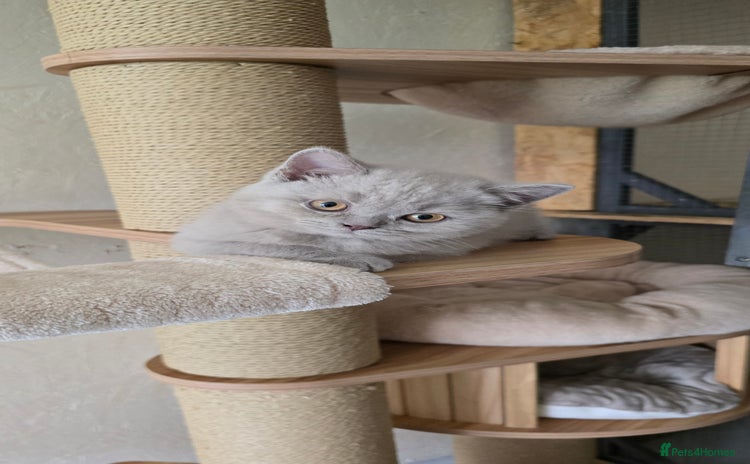 British Shorthair cats - Advert 4