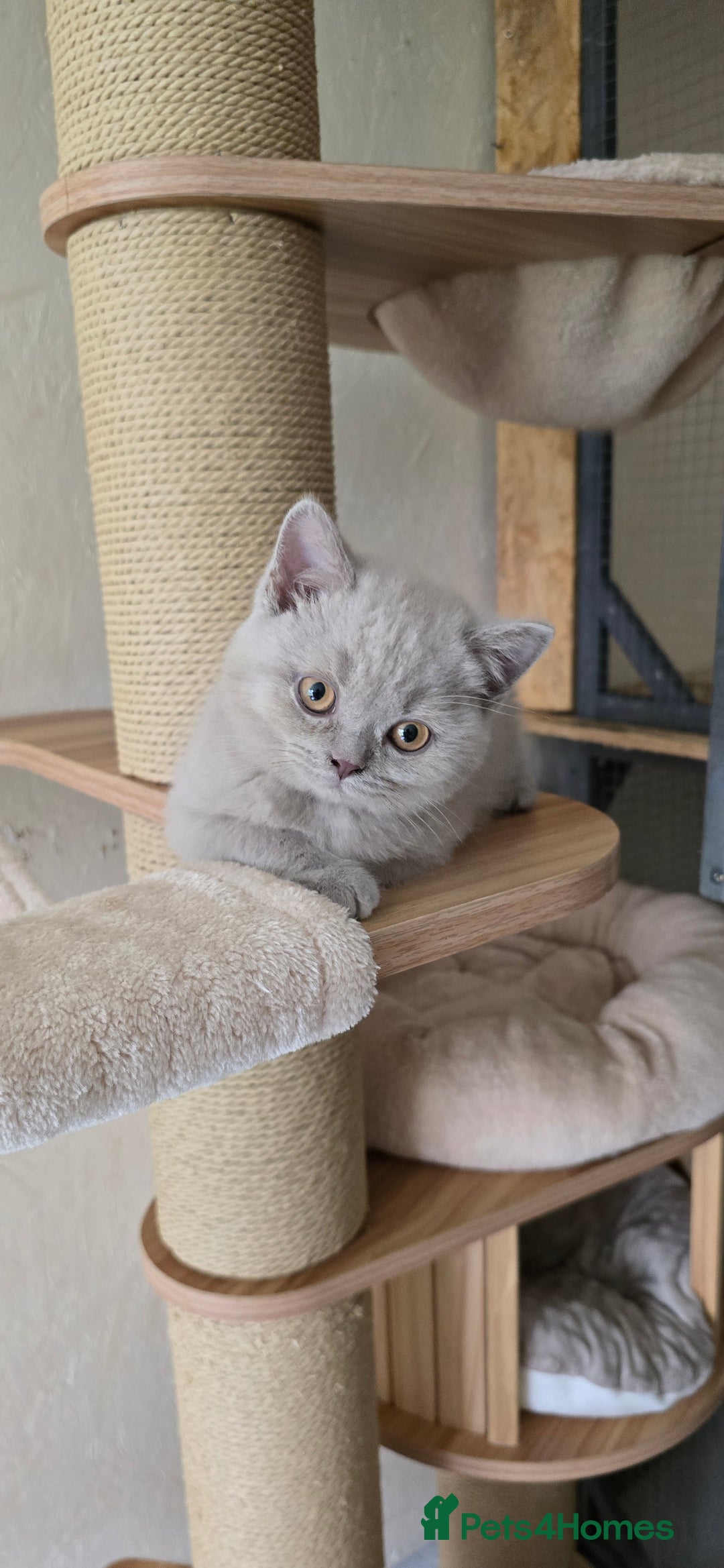 British Shorthair cats for sale: Lilac British Shorthair boy - Image 1