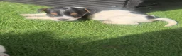Jack Russell dogs for sale: 5 beautiful Jack Russell puppies  in Wickford - Advert 20
