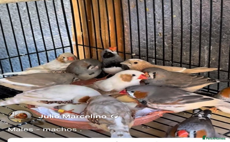 Finches birds - Advert 3