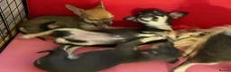 Chihuahua dogs for sale:  Chihuahua Puppies – 2 Boys 2 Girls Ready Soon - Advert 15