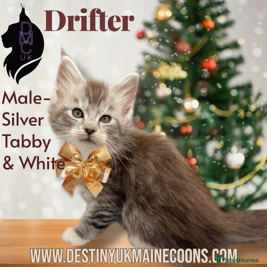 Maine Coon cats for sale: Ready for  22nd December - Advert 10