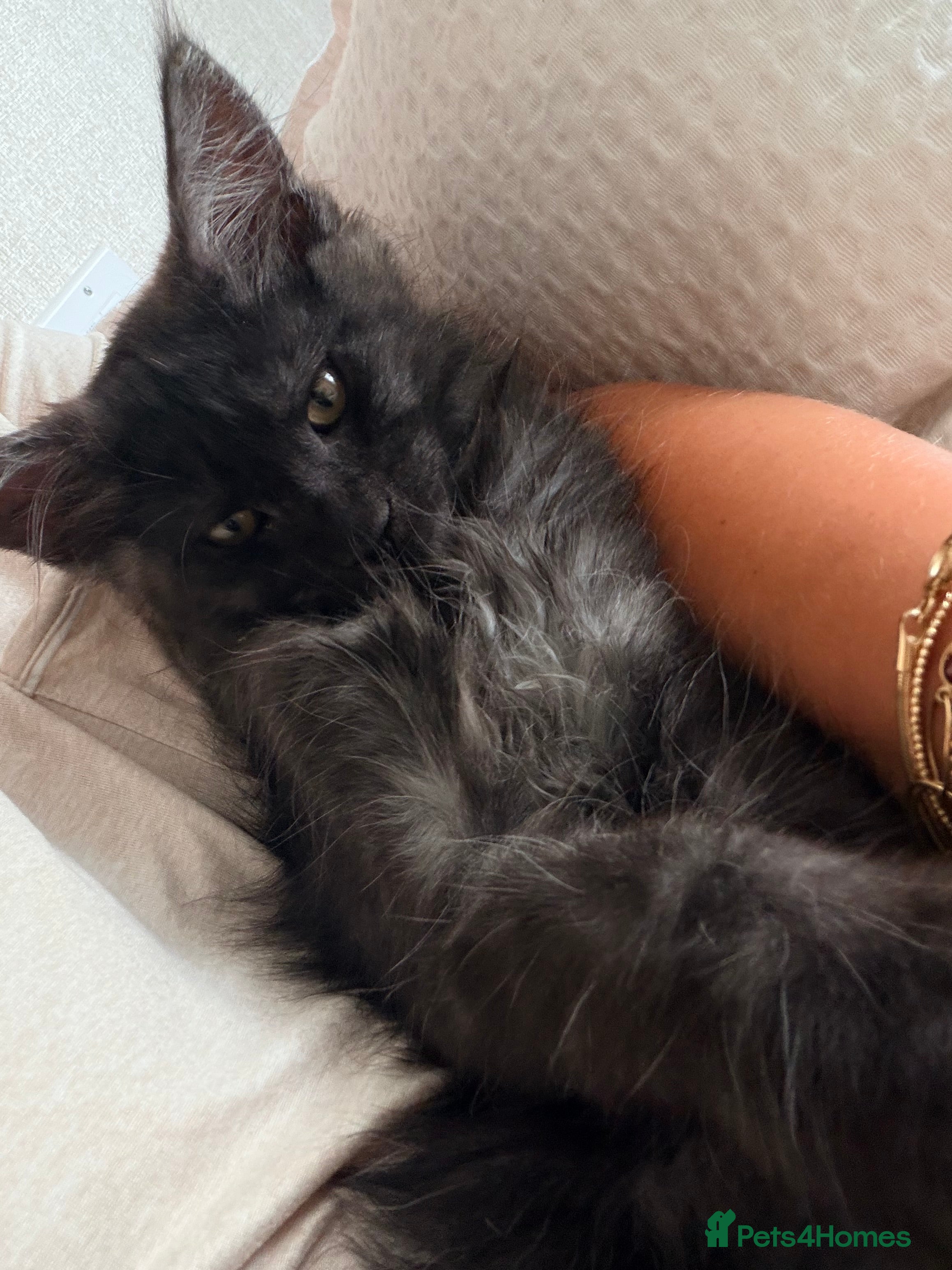 Maine Coon cats Beautiful Maine Coon Ready for Their Forever Homes - Advert 2