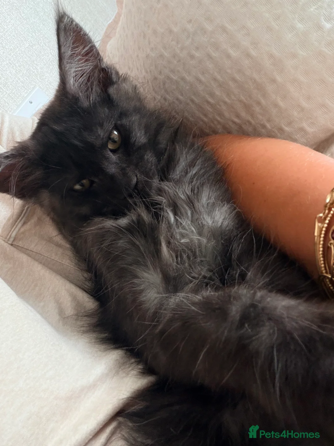 Maine Coon cats for sale: Beautiful Maine Coon Ready for Their Forever Homes - Advert 2