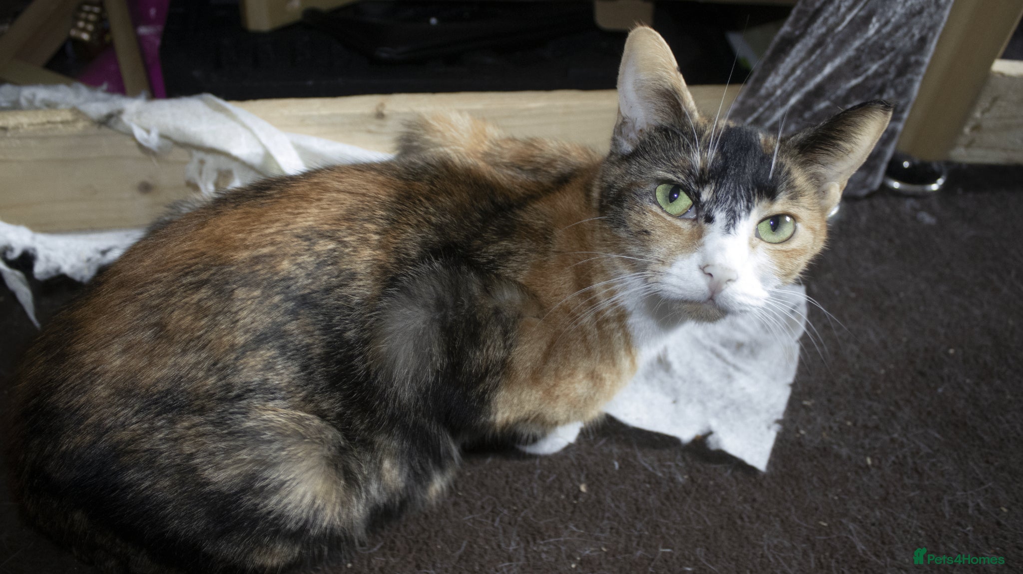 Mixed Breed cats for sale: 5 beautiful mixed breed kittens for sale. - Advert 2