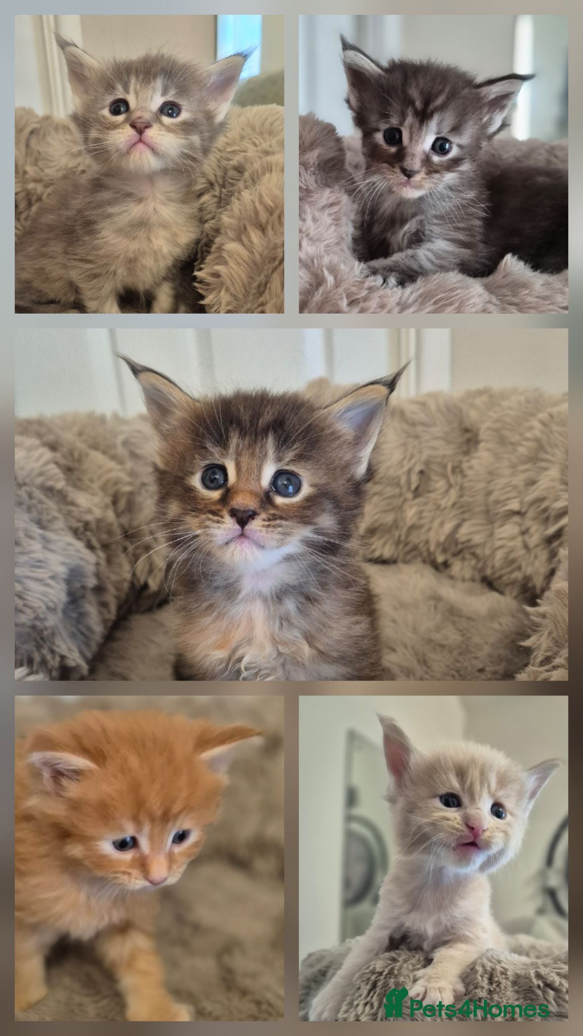 Maine Coon cats Beautiful, well handled Maincoon kittens  - Advert 1