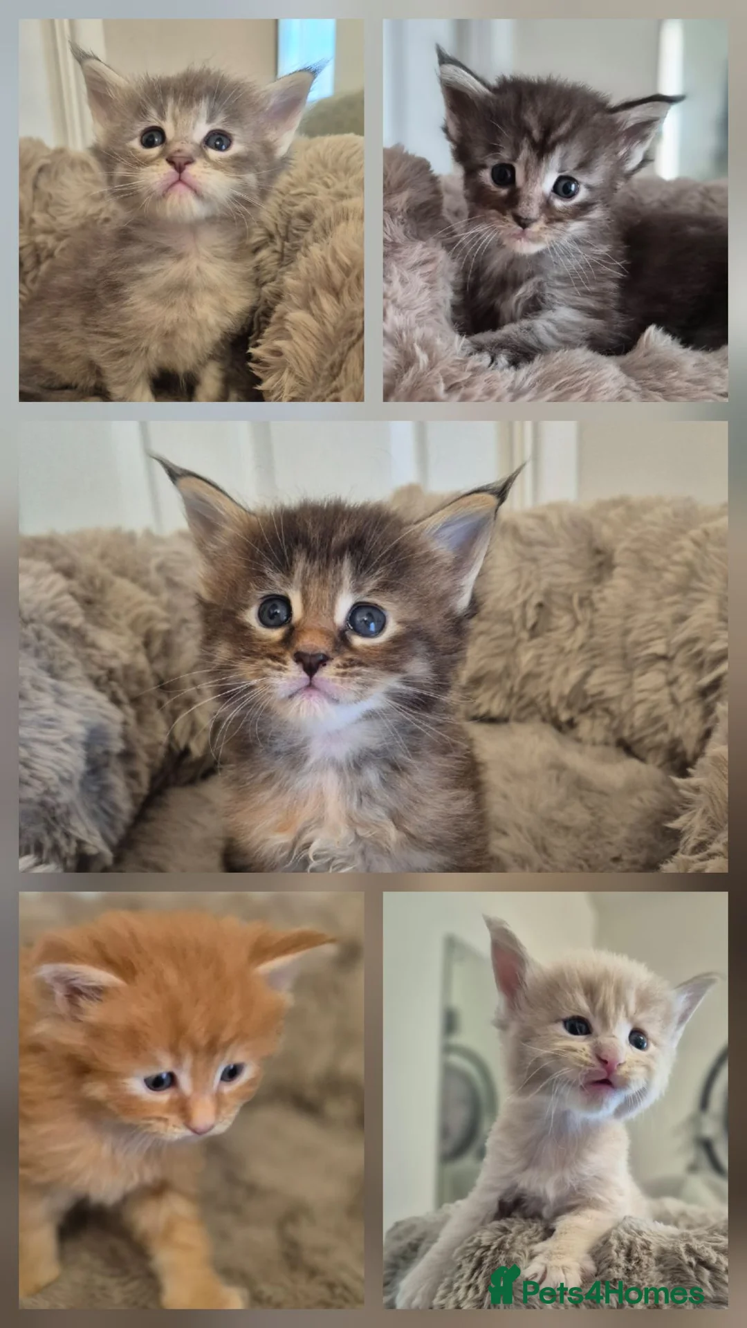 Maine Coon cats for sale: Beautiful, well handled Maincoon kittens  in Gosport - Advert 1