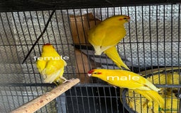 Parakeets birds for sale: kakariki for sale - Image 1