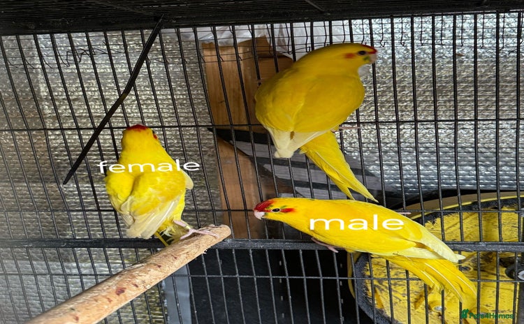 Parakeets birds - Advert 3