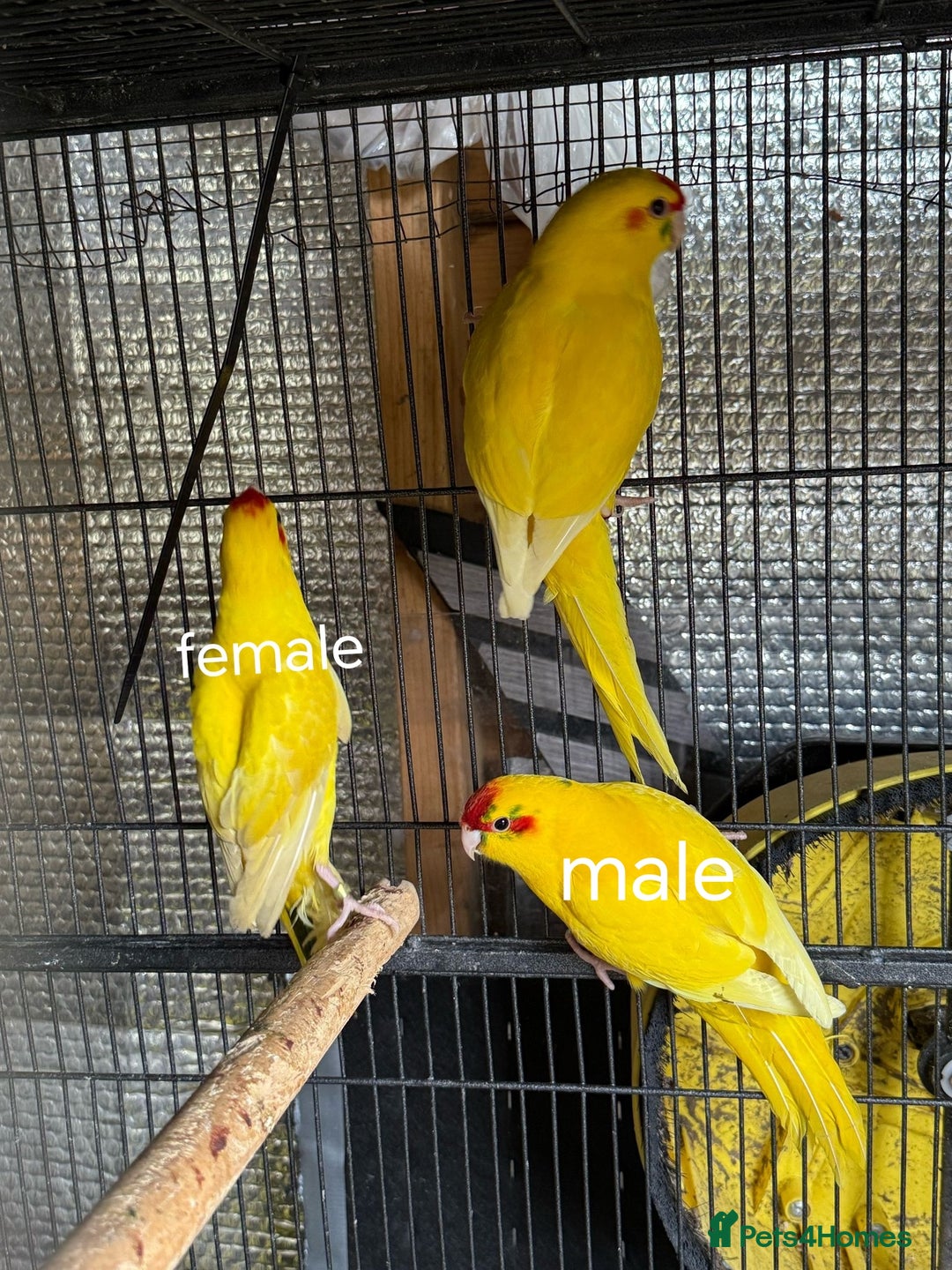 Parakeets birds for sale: kakariki for sale - Image 1