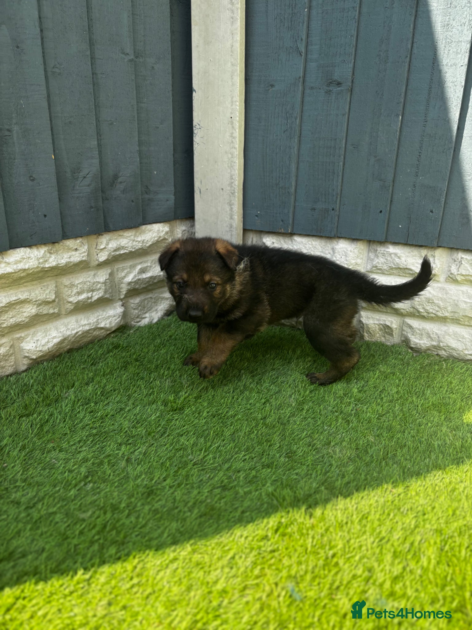 German Shepherd dogs KC Czech working line German shepherd puppies  - Advert 2