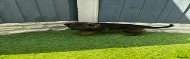 German Shepherd Puppy 3