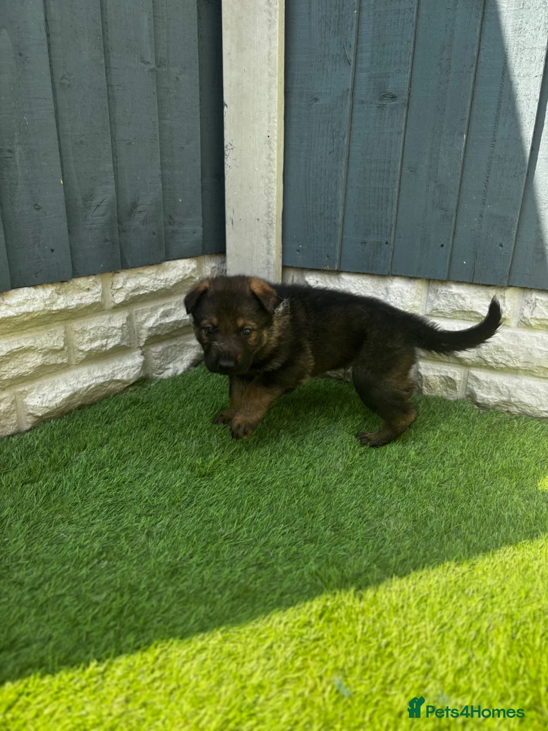 German Shepherd dogs for sale: KC Czech working line German shepherd puppies  - Advert 2