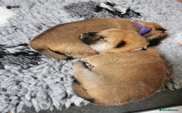 Japanese Shiba Inu dogs for sale: 5 KC Shiba puppies looking for their furever home  - Image 11