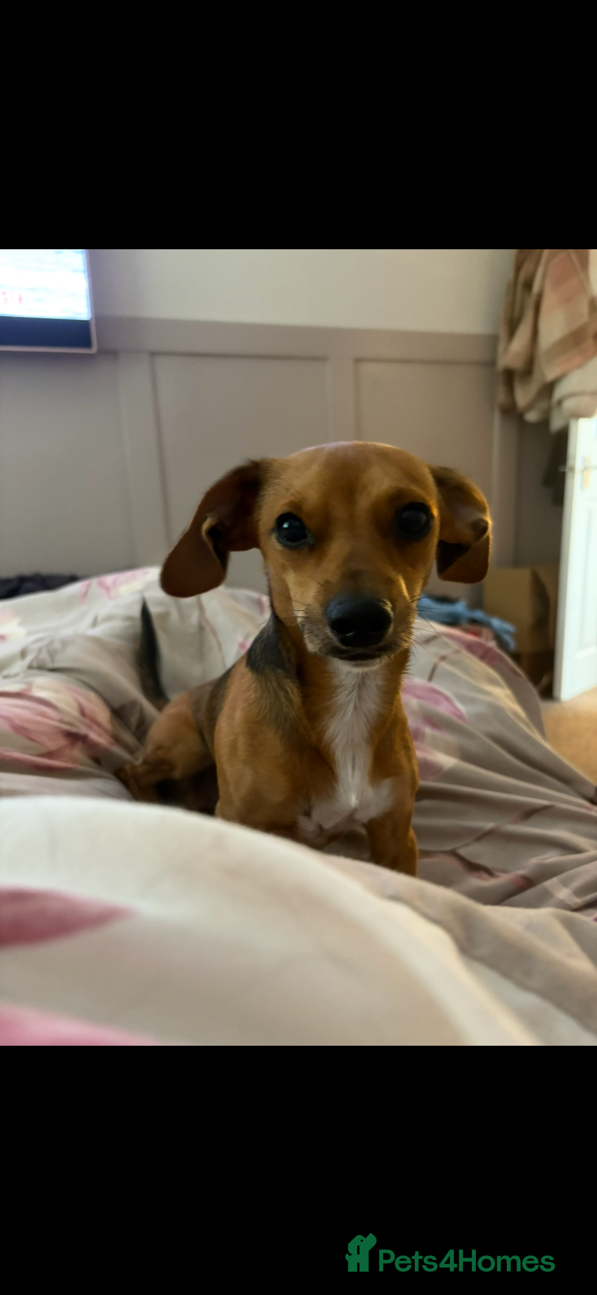 Chiweenie dogs Rehome Chihuahua cross dash hound - Advert 1