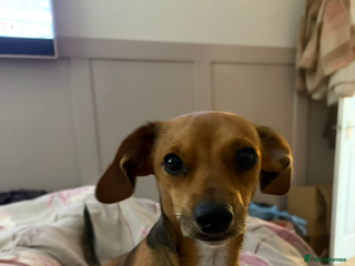 Chiweenie dogs Rehome Chihuahua cross dash hound - Advert 1