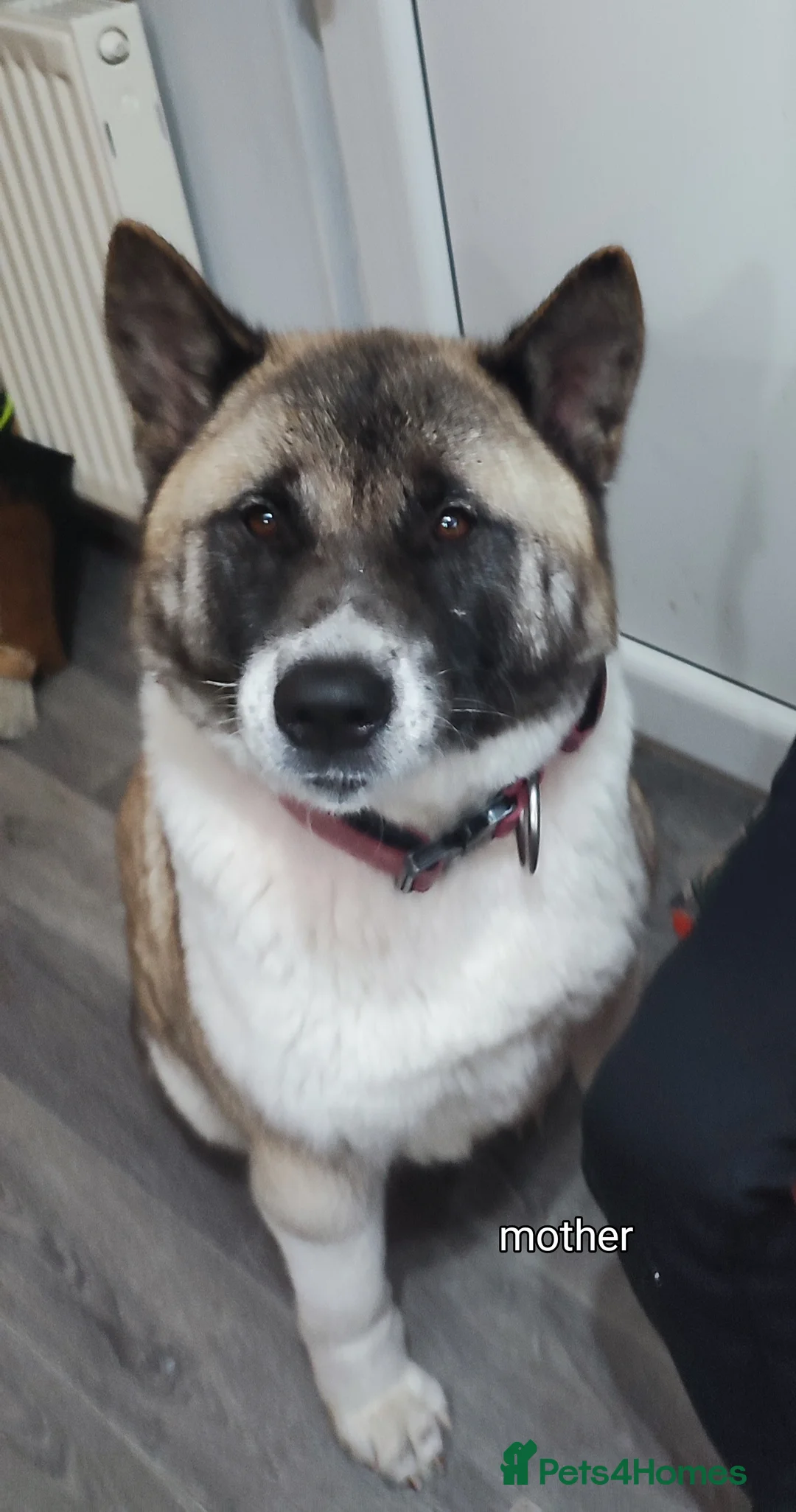 Akita dogs for sale: Akita pups. in Blackburn - Advert 22