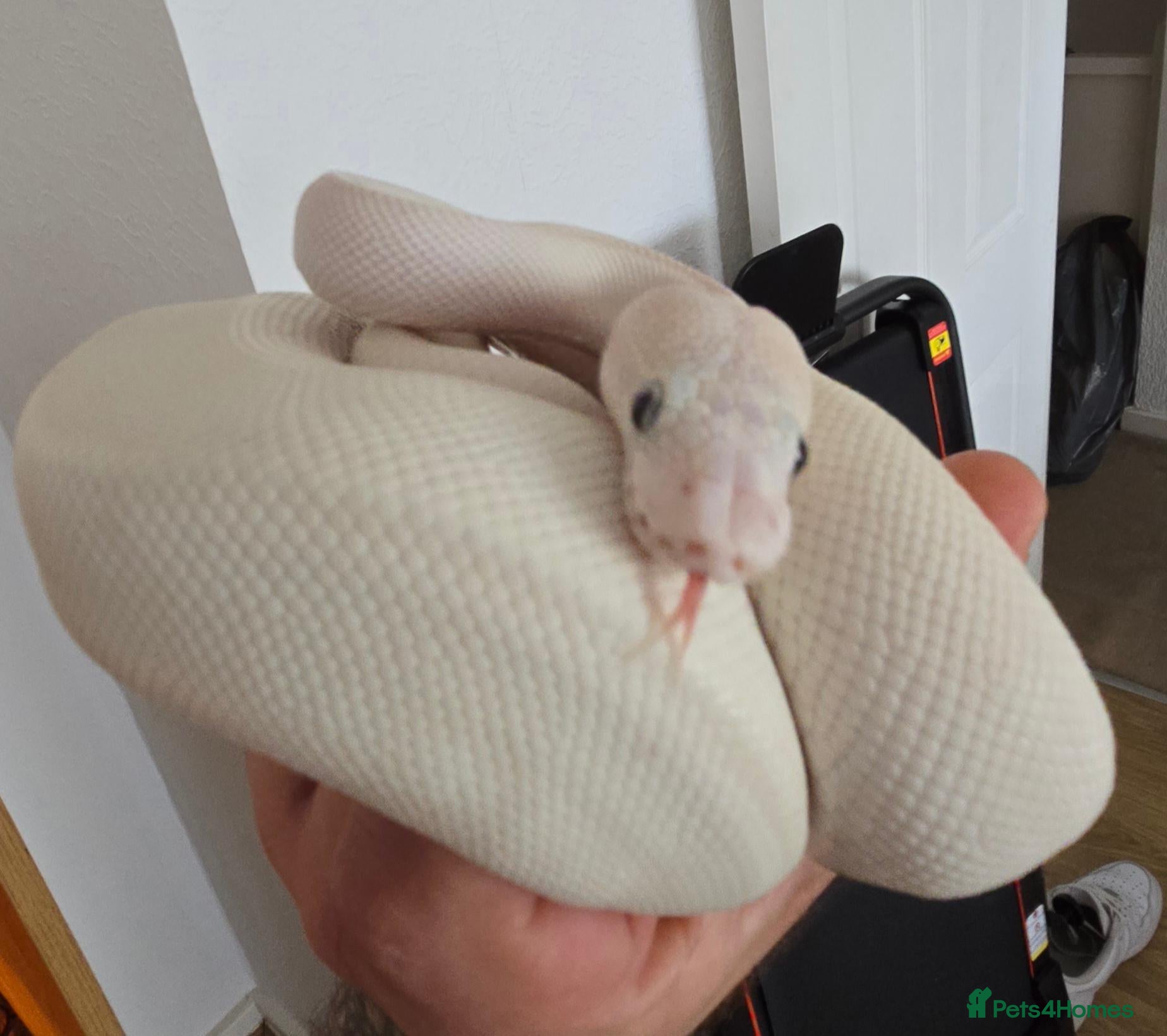 Python Snake reptiles Leucistic Royal Python for sale - Advert 1