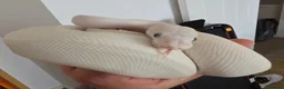 Python Snake reptiles for sale: Leucistic Royal Python for sale - Advert 1