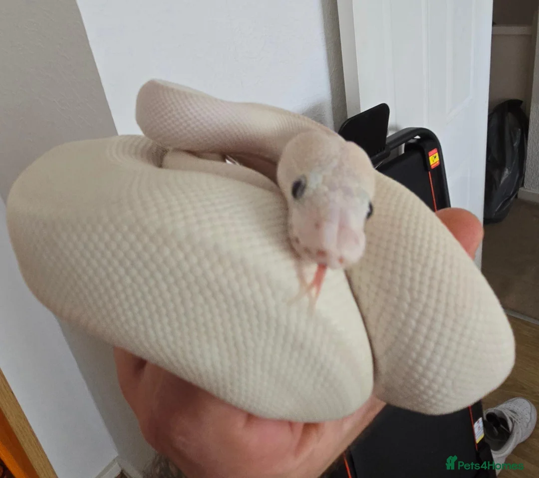 Python Snake reptiles for sale: Leucistic Royal Python for sale - Advert 1