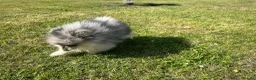 Pomeranian dogs for sale: Tiny calm boy - neutered  - Advert 9