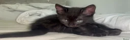 Mixed Breed cats for sale: 🐾BlackBrown Tabby Kittens needing Forever Homes🐾 in London - Advert 10