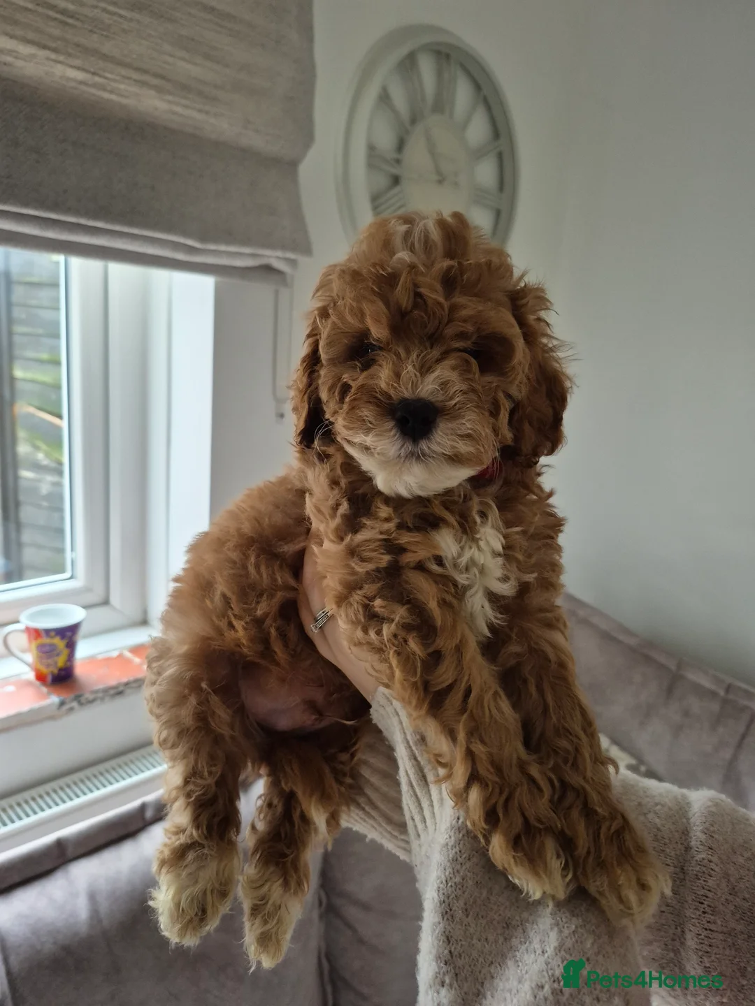 Cockapoo dogs for sale: Last boy remaining. F1B red cockapoo puppies - Advert 1