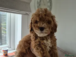 Cockapoo dogs Last boy remaining. F1B red cockapoo puppies - Advert 5