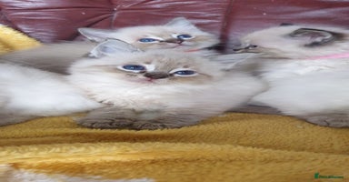 Ragdoll cats - Advert 11