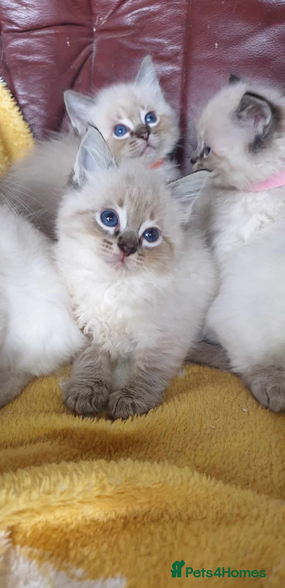 Ragdoll cats for sale: Stunning GCCF Registered Ragdoll Kittens. - Image 3