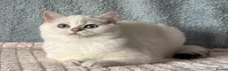 British Shorthair cats for sale: TICA Beautiful British Shorthair Kittens - Advert 20