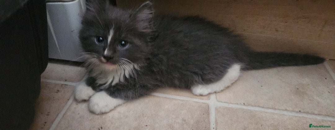 Maine Coon cats for sale: XXL Pure Maine Coon kittens for sale  - Image 5