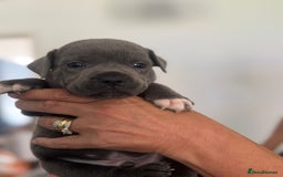 Staffordshire Bull Terrier dogs for sale: Staffordshire bull terrier pups - Image 12