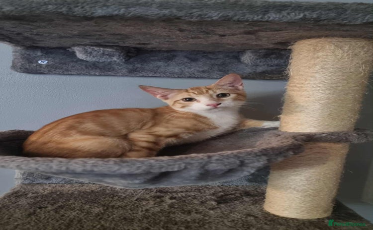 Sphynx cats - Advert 2